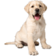 Honden