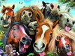 Paarden & Eenhoorns