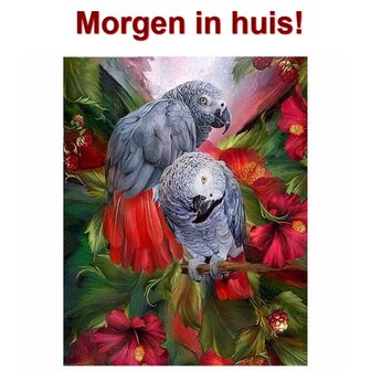Diamond Painting Grijze Roodstaart Papegaai