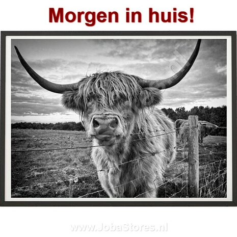 Diamond Painting Schotse Hooglander 40x50cm