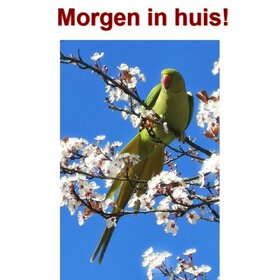 OP=OP Diamond Painting Halsbandparkiet 40x60cm