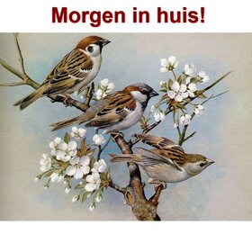 OP=OP Diamond Painting Musjes 50x40cm