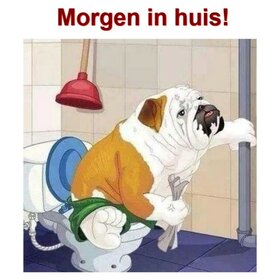 OP=OP Diamond Painting Toilet Hond 40x40cm