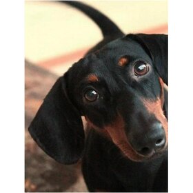 Diamond Painting Hond - Teckel 01 (formaat en vorm steentjes naar keuze)