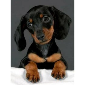 Diamond Painting Hond - Teckel 03 (formaat en vorm steentjes naar keuze)