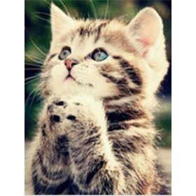 Diamond Painting Biddend Katje (formaat en vorm steentjes naar keuze)