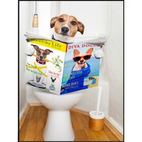 Diamond Painting Toilet Hond Jack Russel (formaat en vorm steentjes naar keuze)